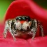 BugBuddie