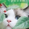 Polya1212