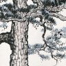 pine